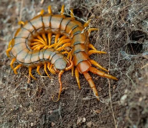 歐洲蜈蚣|centipedes articles